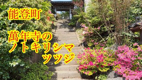 ノトキリシマツツジの動画＃5 能登町の萬年寺境内より Youtube