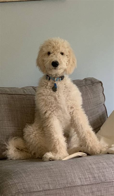 This Is Meatloaf Our 4 Month Old Goldendoodle Rgoldendoodles