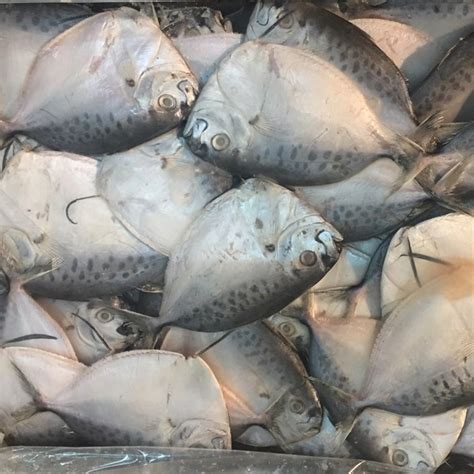 Moonfish – Witrust Group