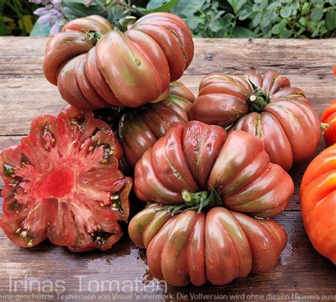 Zapotec Brown Flesh Tomaten Samen Dunkel Tomaten Samen Irinas Tomaten