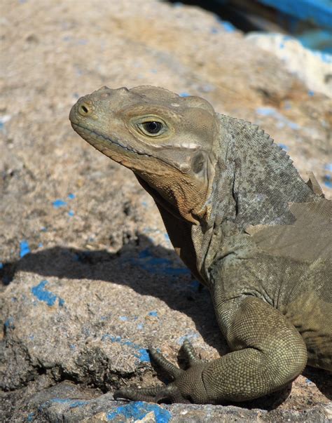 Lézard Dragon Pellicules Photo gratuite sur Pixabay