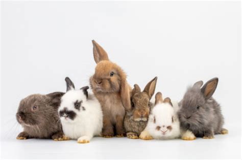 10 Most Popular Rabbit Breeds Petguide