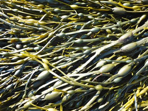 Identification Maine Seaweed Council