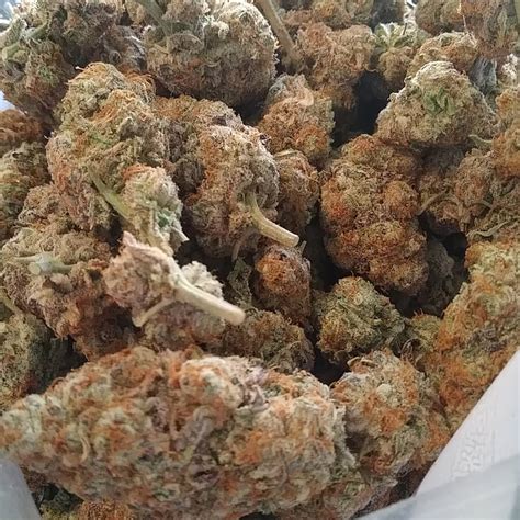 Purple Punch Strain