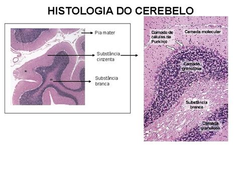 Captulo Histologia Do Tecido E Sistema Nervoso