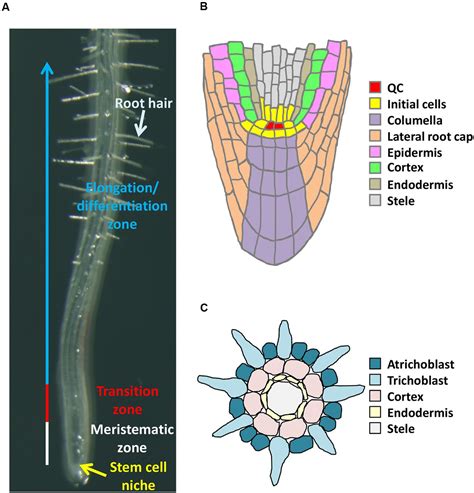 Frontiers Epigenetic Control Of Cell Division And Cell