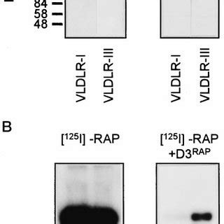 Ligand Blot Analysis Of Competition Of Rap Binding To Vldlr Variants By