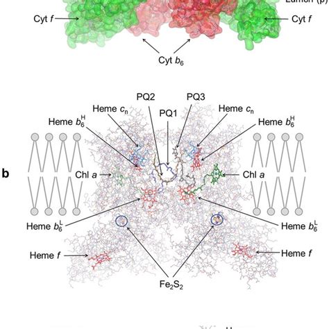 The Molecular Architecture Of The Spinach Dimeric Cytb F Complex