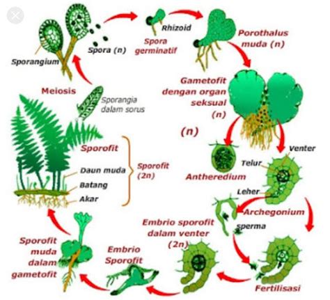 Ciri Ciri Morfologi Klasifikasi Daur Hidup Dan Peranan Tumbuhan Paku