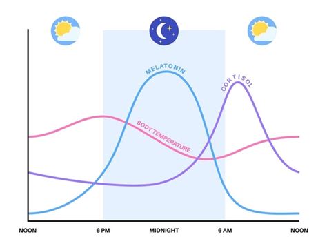 1 Hundred Circadian Rhythm Diagram Royalty Free Images Stock Photos