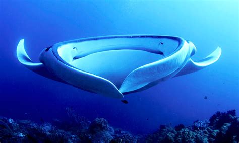 15 Manta Ray Facts that Answer Everything You Wonder About Them