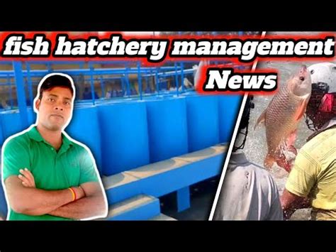 Fish Hatchery Management Hatchery Management How To Start Fish