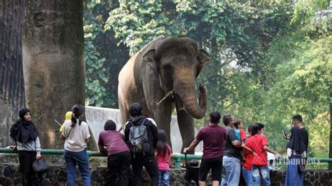 Harga Tiket Masuk Taman Margasatwa Ragunan 2022 Kini Sudah Bisa Beli