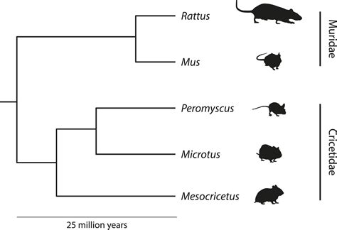 The Natural History Of Model Organisms Peromyscus Mice As A Model For