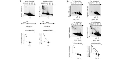 Replication Intermediates Ris Of Ylprw40 And Ylprw41 As Detected By