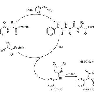 N-terminal sequencing cycle in the Edman degradation assay. | Download Scientific Diagram