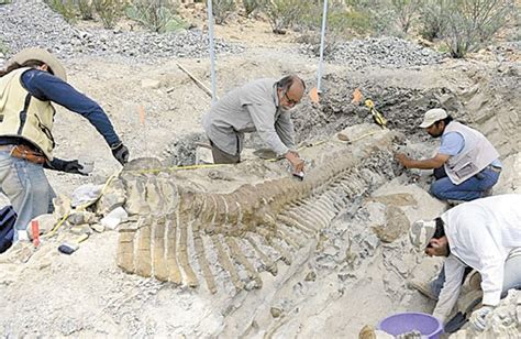 Todo Sobre Los Fósiles De Dinosaurios