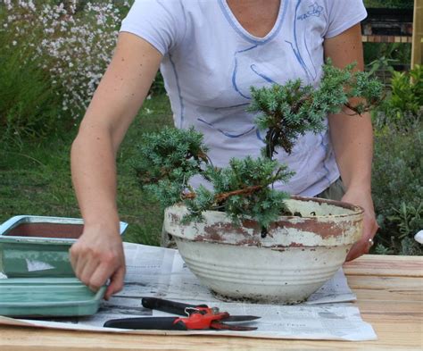 Rempotage du Bonsaï période et technique pour bien rempoter