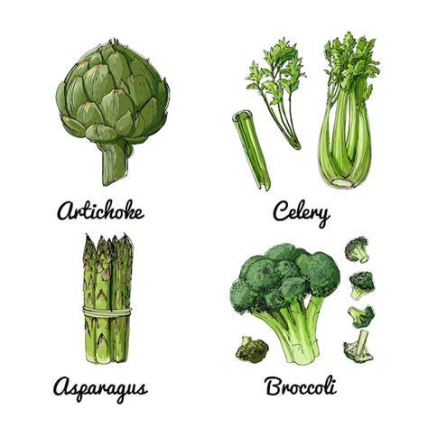 Ícones vetoriais de comida de legumes e ervas de especiarias esboço