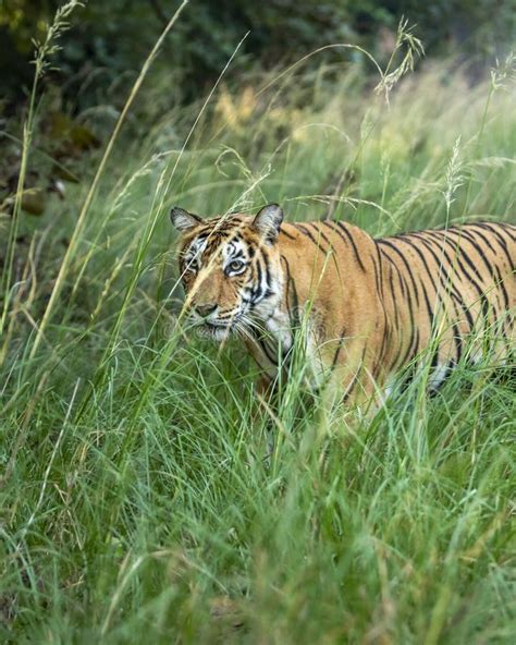 Indian Wild Female Bengal Tiger Or Tigress Or Panthera Tigris