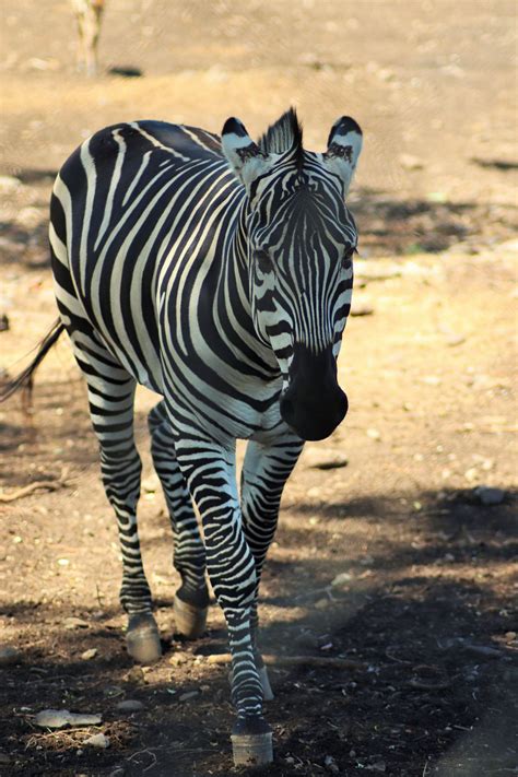 Grants Zebra Equus Quagga Boehmi Zoochat