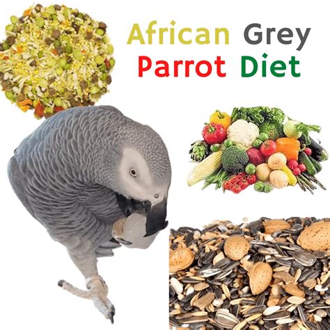 African Grey Parrot Health Diet Personality Intelligence And Care