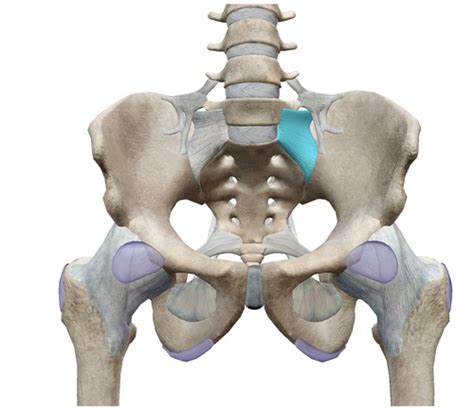 Pelvis Flashcards Quizlet