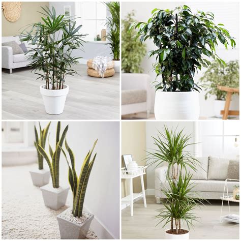 There Are Four Different Types Of Plants In The Room