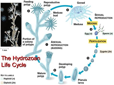 Coral Life Cycle Diagram