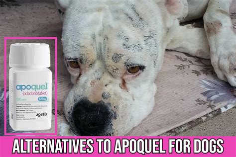 Best Alternatives Brands Of Apoquel® For Dog's Allergies