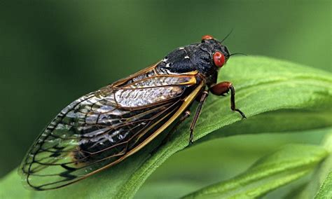 Body Snatching Fungi That Give Rise To Sex Crazed Cicadas Contain Compounds Of Hallucinogenic