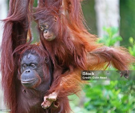 Paignton Torbay South Devon England Mother And Daughter Orangutans In