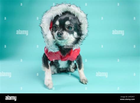 Black Chihuahua On A Blue Background Stock Photo Alamy