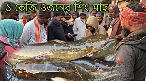 আড়িয়াল বিলে এই প্রথম এত বড় শিং মাছ ধরা পরল ও নিলামে বিক্রি করা হলো 😱