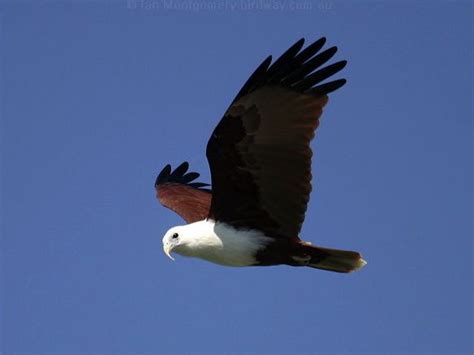 Garuda Bird Photo