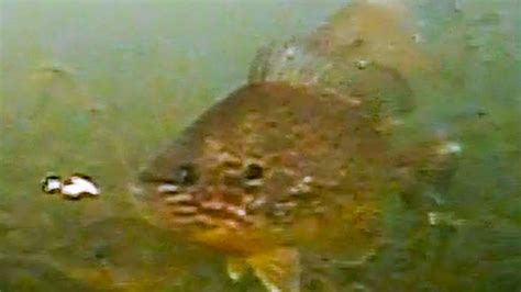 Ice Fishing BIG Bluegills Underwater Footage YouTube