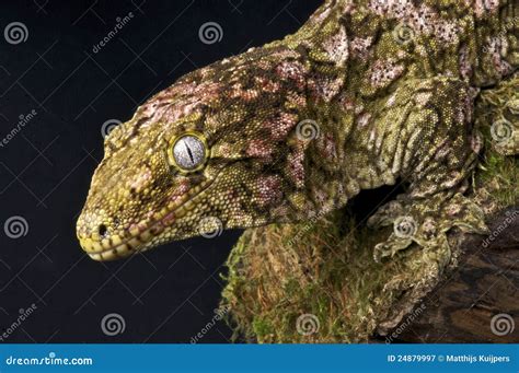 Giant Gecko Royalty Free Stock Photography Image 24879997