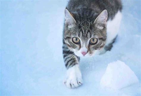 Cómo proteger las piernas del gato en invierno consejos útiles