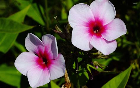 primulas wallpaper flower wallpapers