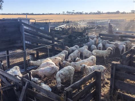 A Day In The Sheep Shearing Sheds In Australia What It S Really Like