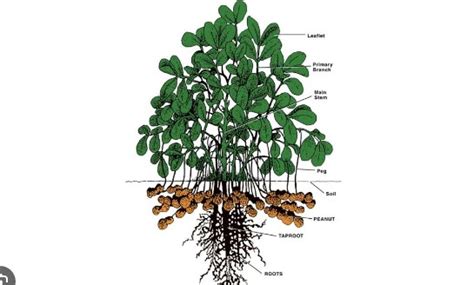 Klasifikasi Kacang Tanah Tanaman Yang Banyak Di Budidaya