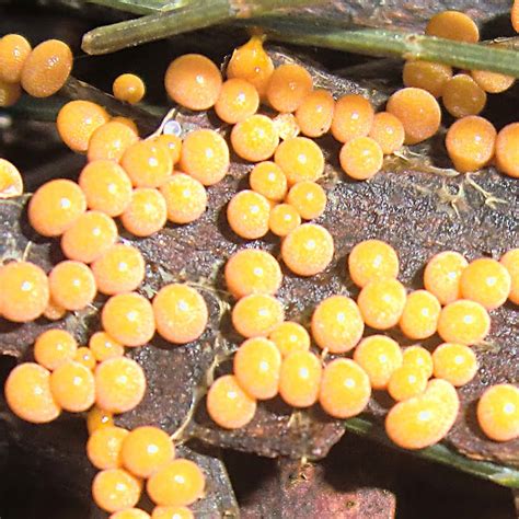 Yellow Slime Mold Project Noah