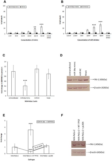 Tp Mir A Associated Signaling Targets Serpine Expression In Human