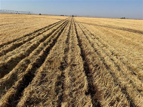 Viewing A Thread Double Crop Corn After Wheat Harvest Turkey 2024