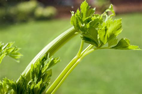 11 Best Cilantro Companion Plants And 3 To Avoid