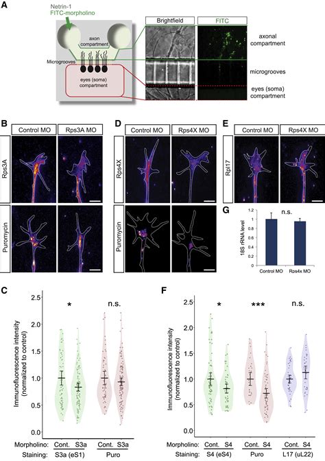 On Site Ribosome Remodeling By Locally Synthesized Ribosomal Proteins