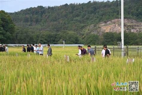 贵溪市举办2024年水稻新品种对比及展示现场会（图） 鹰潭频道