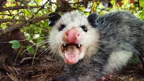 L Opossum