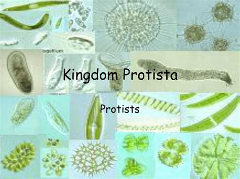 Kingdom Protista