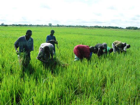 Malijet Évolution de la campagne agricole 2022 les explications du